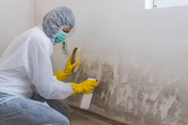 Best Mold Removal Company Near Me  in Weatherly, PA