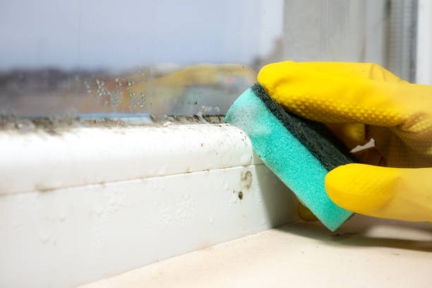 Best Affordable Mold Removal  in Weatherly, PA