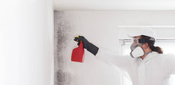 Best Mold Remediation  in Weatherly, PA