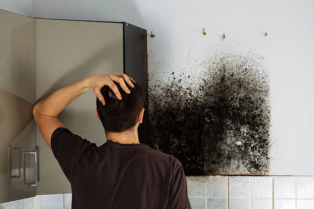 Best Mold Remediation Services  in Weatherly, PA