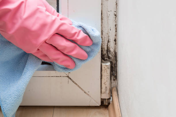 Best Local Mold Removal Service  in Weatherly, PA
